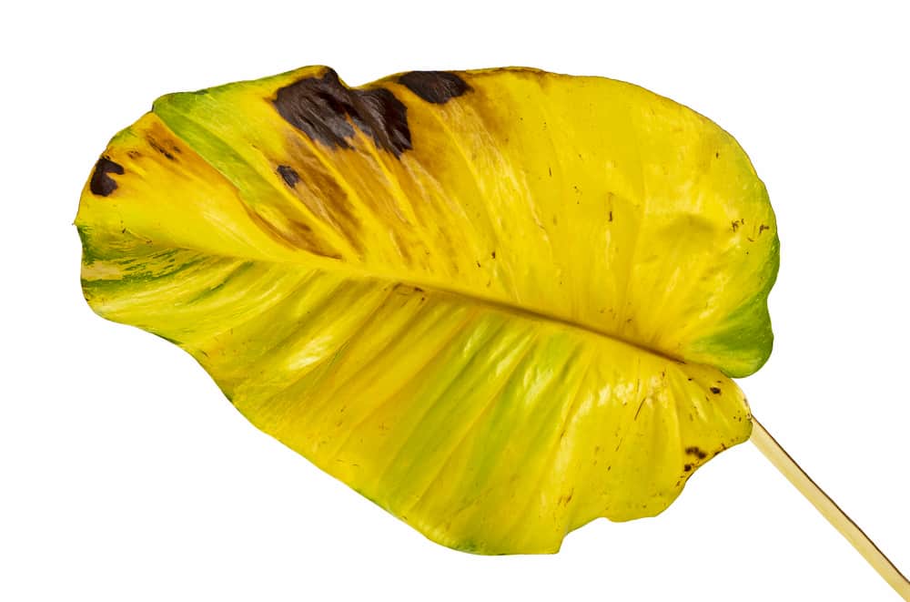 pothos leaf turning brown and yellow