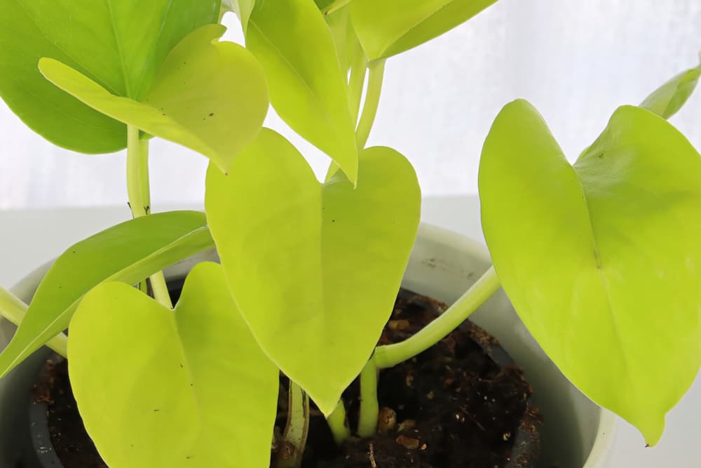 Neon Pothos Care: The Ultimate Guide