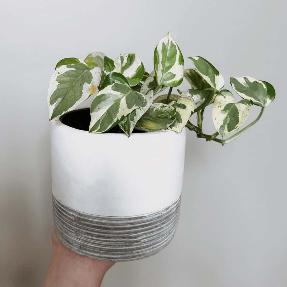 pearls and jade pothos