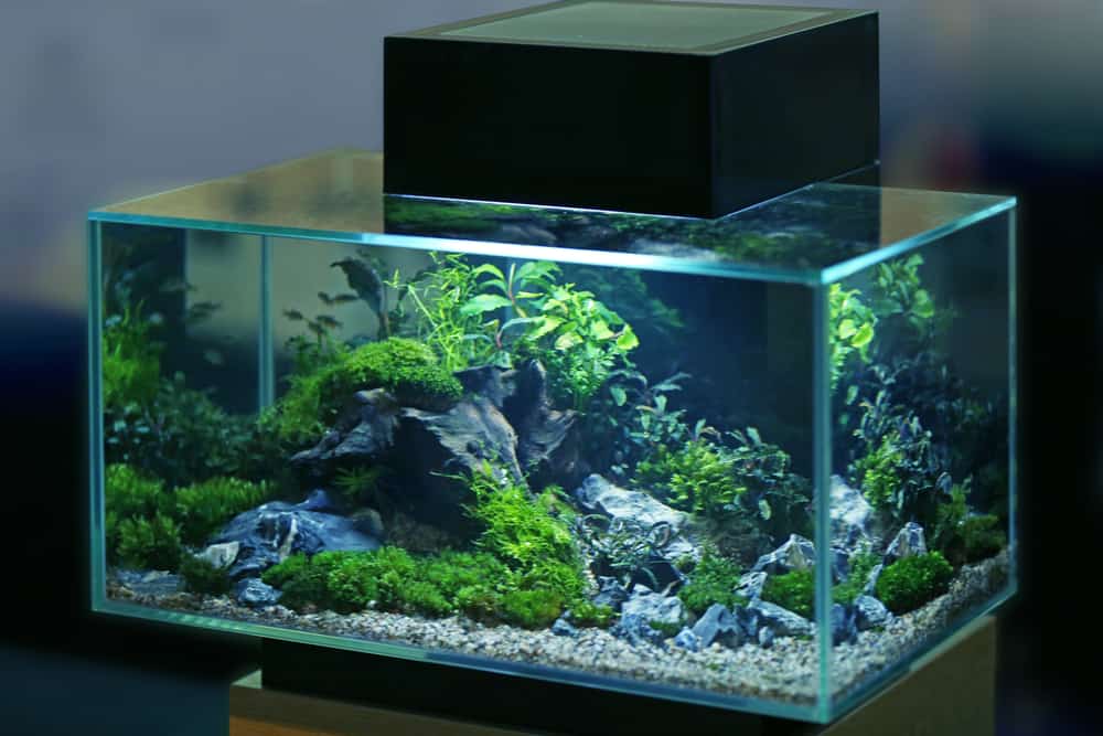 pothos plants in an aquarium with other plants
