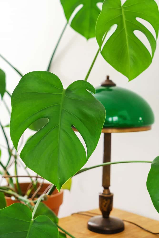monstera as an example of one of the best pothos companion plants