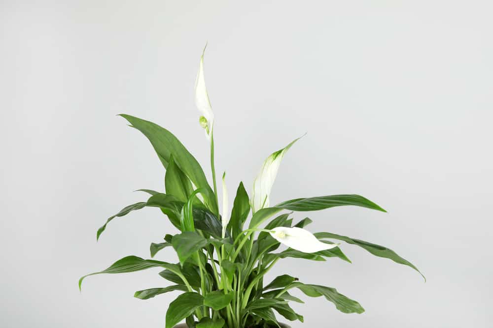 peace lily as an example of one of the best pothos companion plants