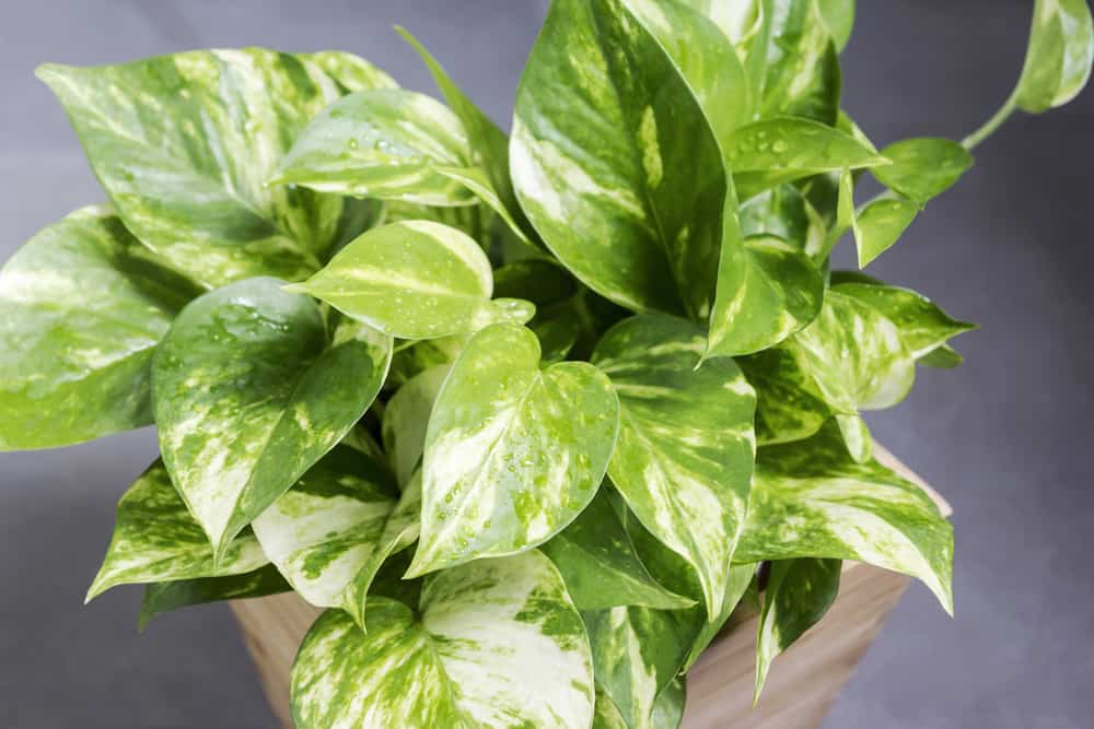 healthy pothos that likes coffee grounds