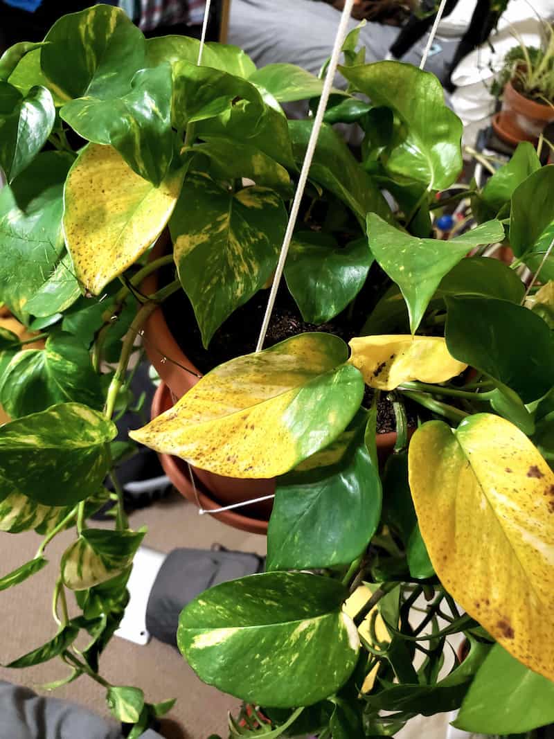 9 Reasons Why Your Pothos Has Yellow Leaves (and How to Fix It)