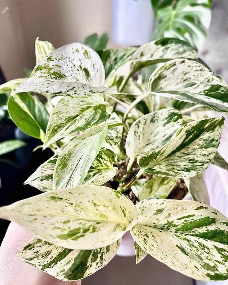 white pothos plant with a lot of variegation