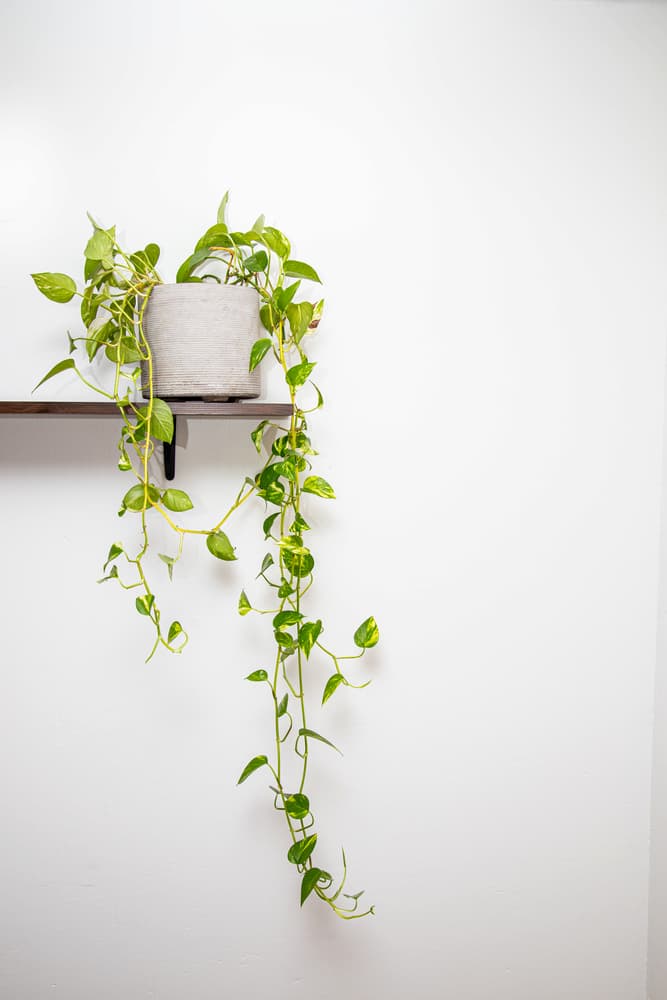 trailing pothos in a white pot