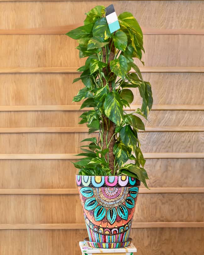 pothos in large pot with lots of colors