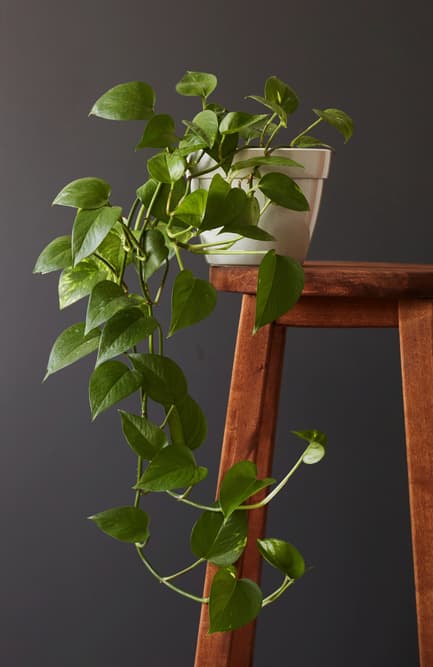 potted long pothos on a chair