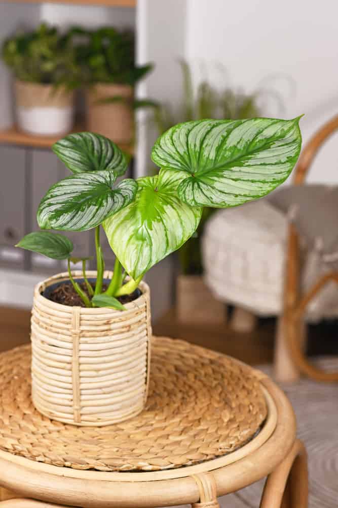 philodendron on a table planted on a wooden pot with best soil for philodendron