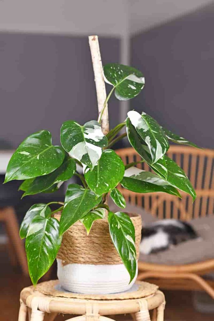 healthy philodendron planted on the best soil for philodendron