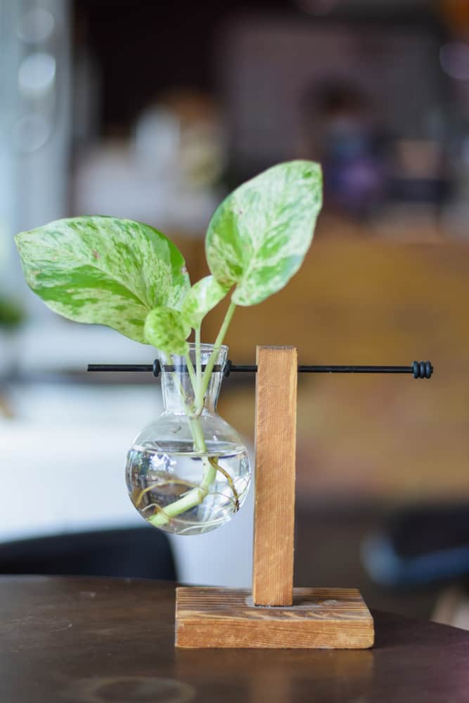 growing pothos in water on the table