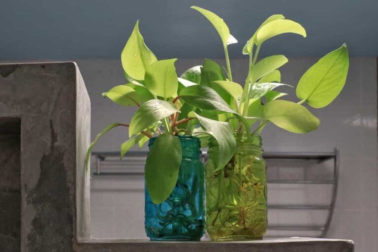 6 Simple Steps to Grow Pothos in Water Successfully