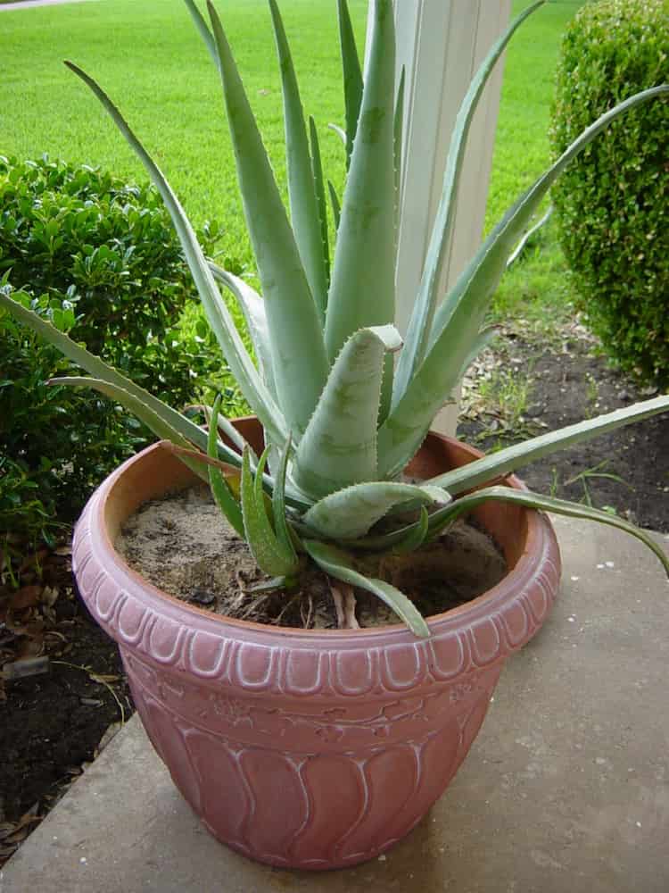 low light succulents named aloe vera that is planted in a pot