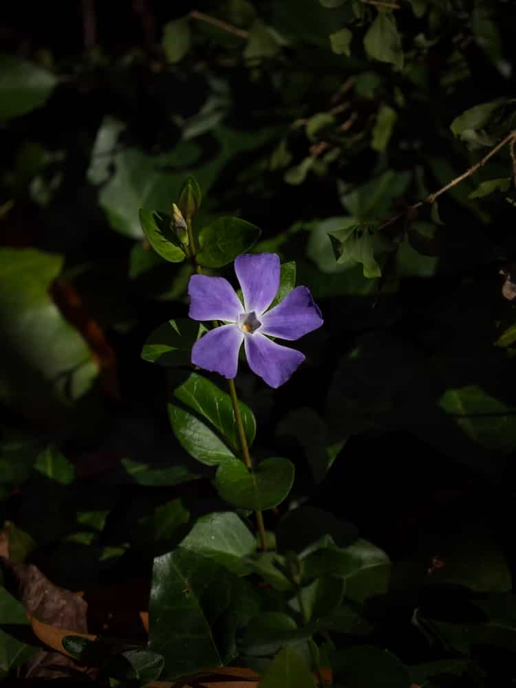 flower of a low light vine plants