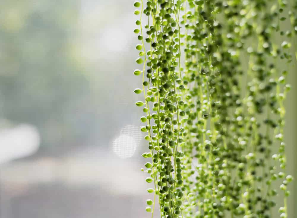 a hanging low light vine plants