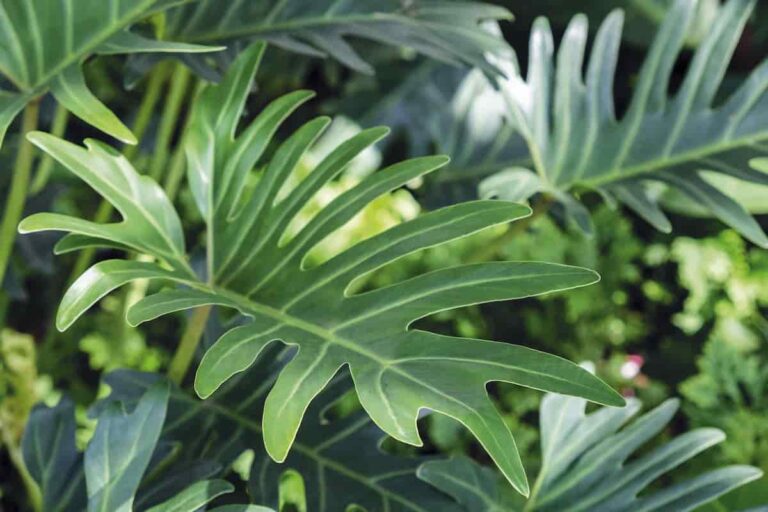 6 Easy Steps to Make Your Philodendron Fuller and Bushier