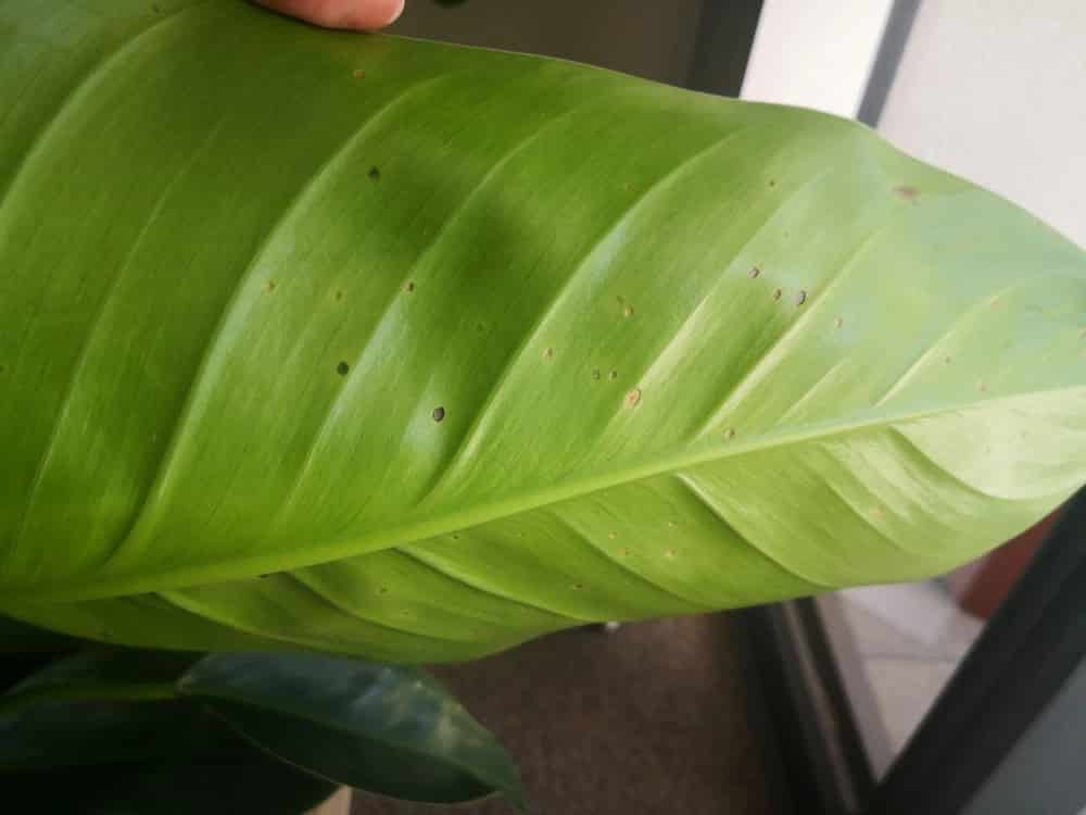 big leaf of philodendron that has brown spots 
