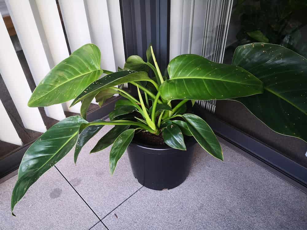 philodendron that has brown spots in black pot