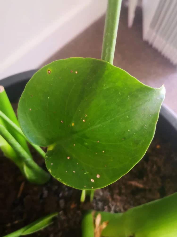 philodendron that has brown spots planted on a black pot