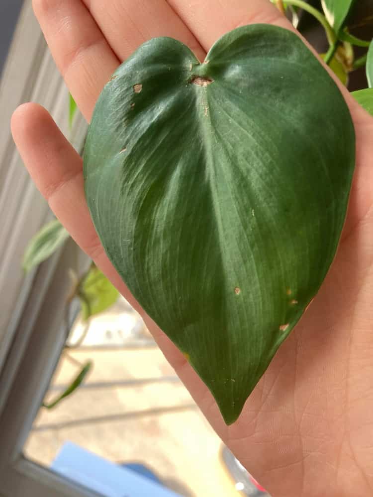 a person holding a leaf of philodendron that has brown spots