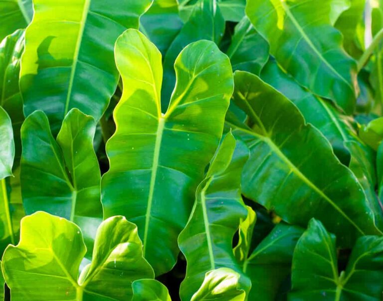 Fertilizing Your Philodendron: The Ultimate Guide