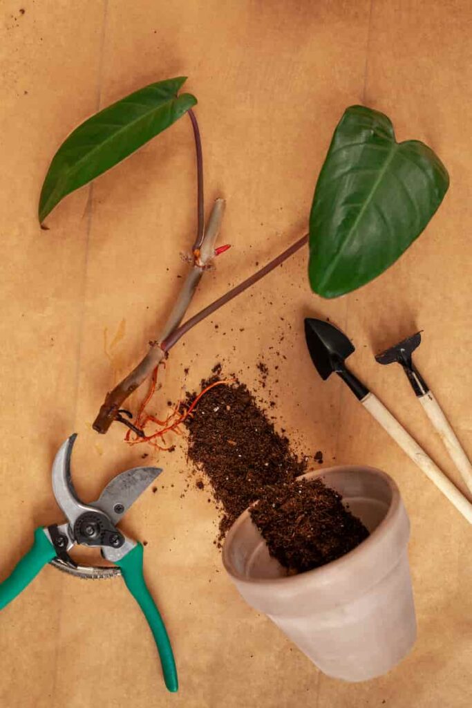 tools for planting philodendron to have a good growth rate