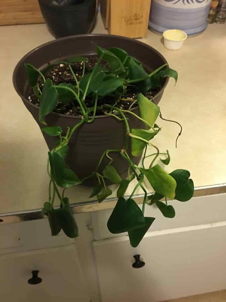 philodendron on a table with leaves curling