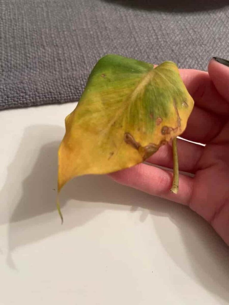 philodendron leaves curling and turned into yellow