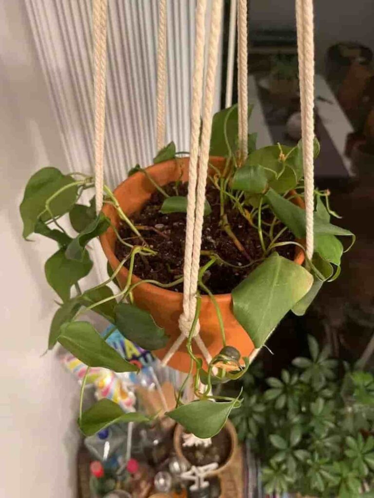 15 Causes of Your Philodendron Leaves Curling (+ How to Fix It)
