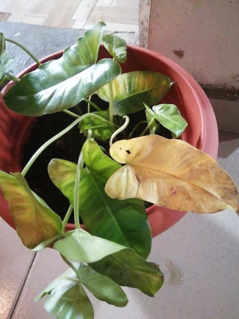 a philodendron that has leaves turning planted on a brown pot