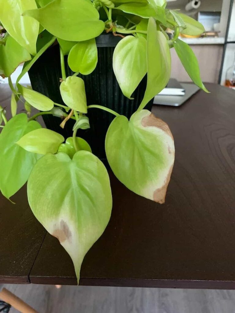 a philodendron that has leaves turning brown on a table