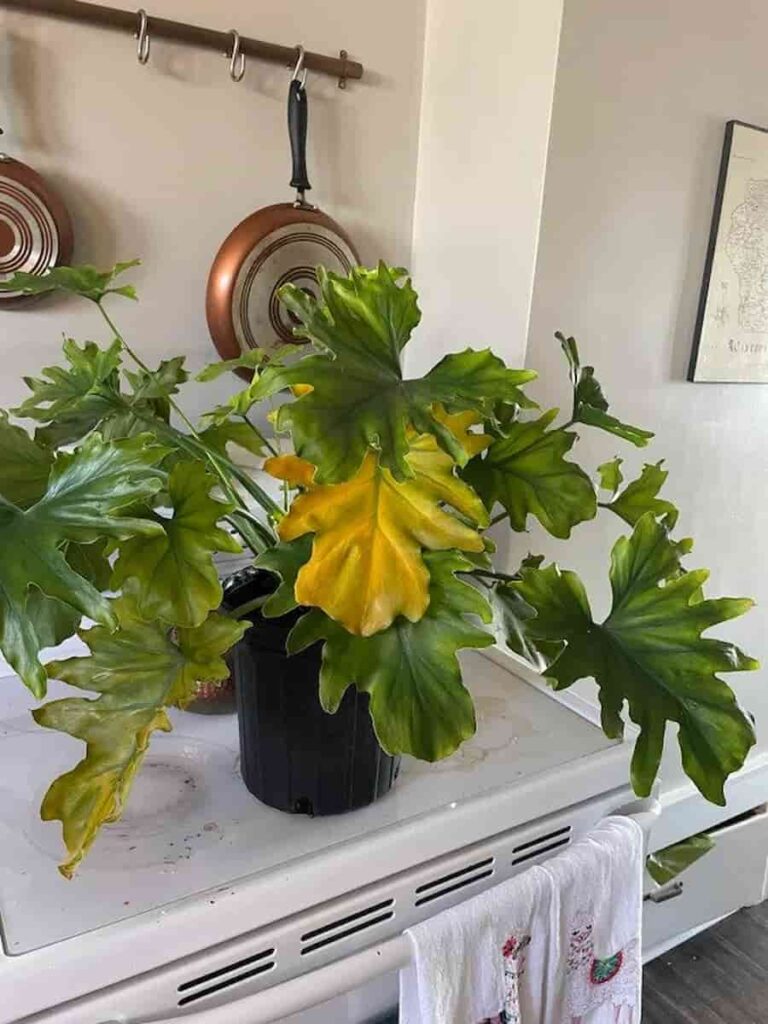 philodendron that has yellow leaves in the kitchen