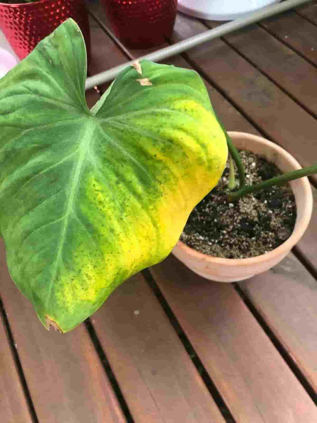 a philodendron that has yellow leaves on a brown pot