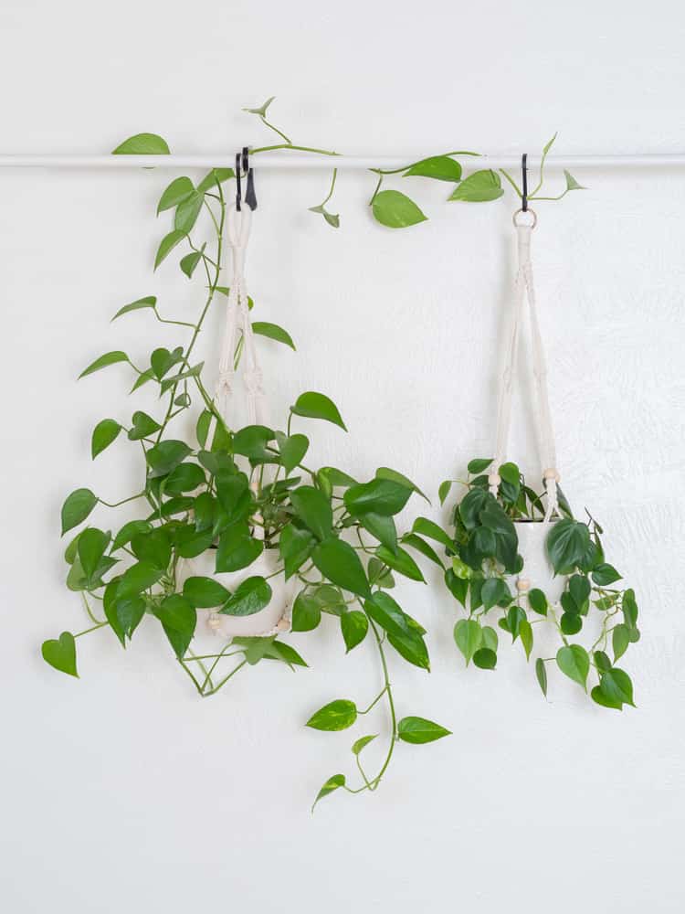 hanging pothos plant with pothos flower