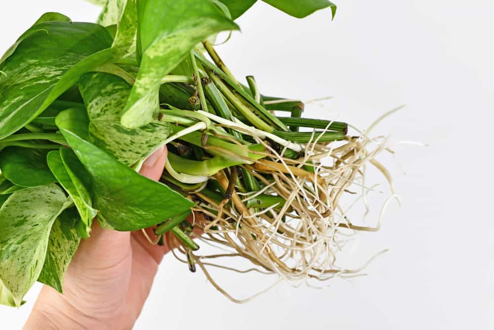 new roots in pothos cutting from pothos propagated in water to soil 