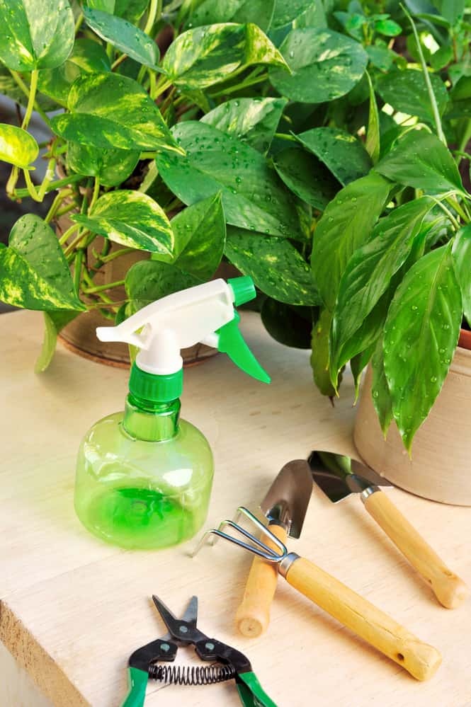 pothos with water droplets near a sprayer and tools