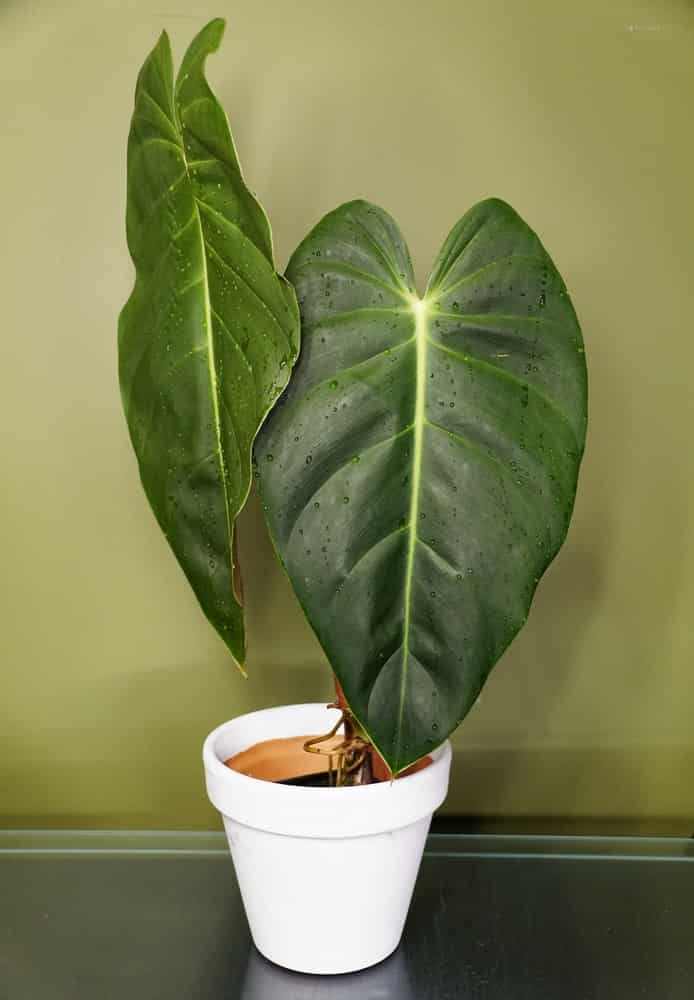 philodendron with big leaves on a white pot that can be use to propagate philodendron