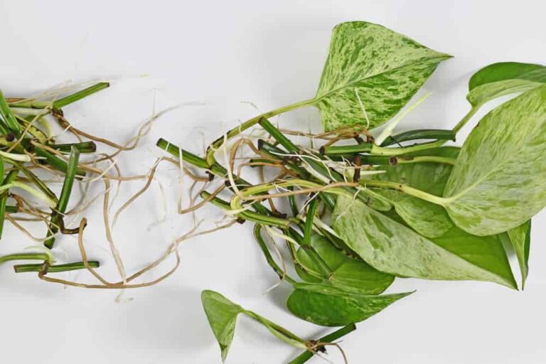 8 Simple Steps to Propagate Pothos Without Leaves