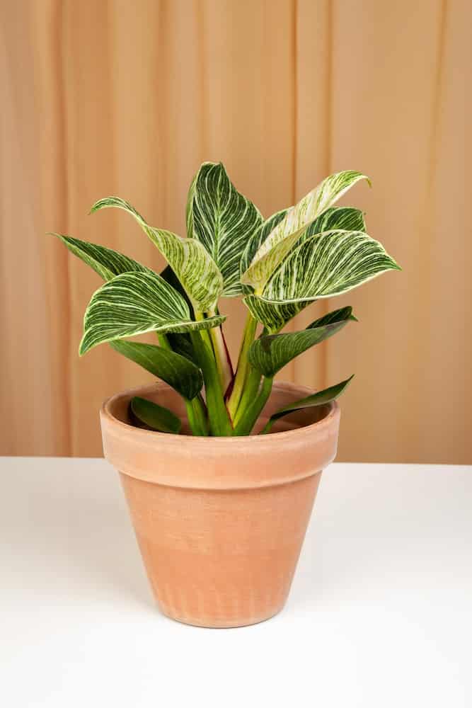 philodendron in a brown pot after trimming 