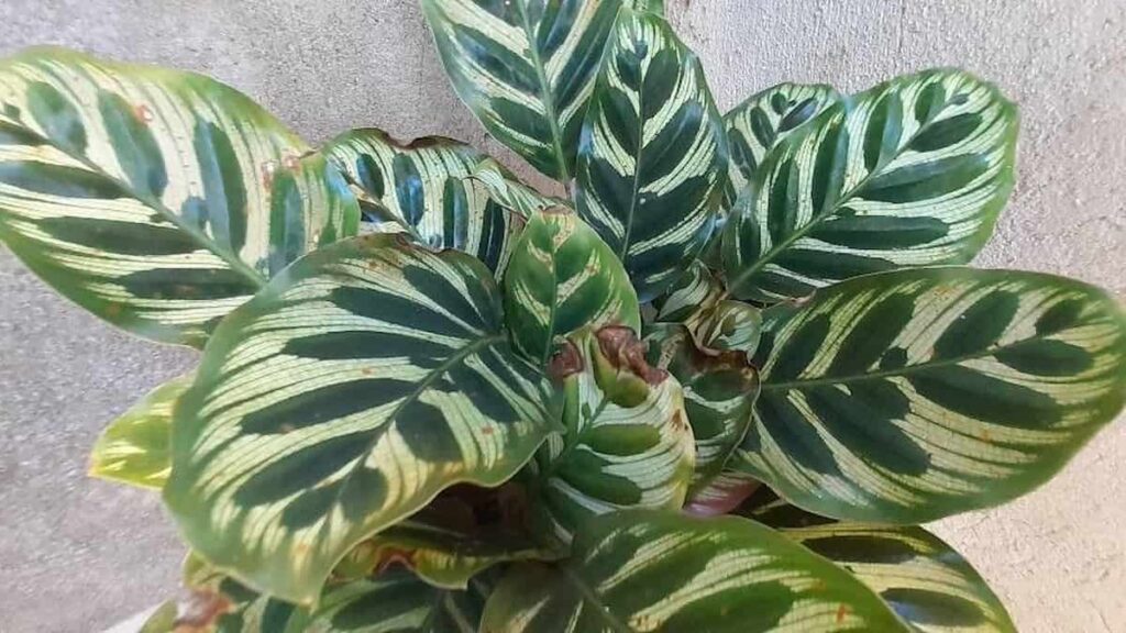 a calathea with brown spots