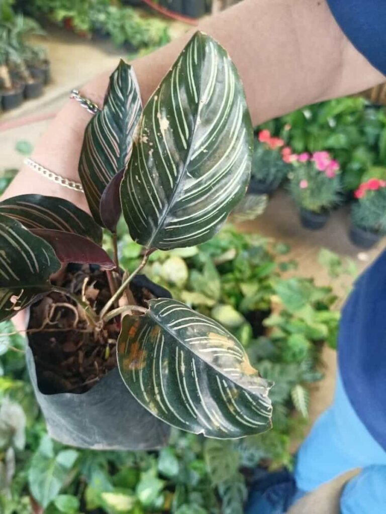 someone holding calathea with brown spots 