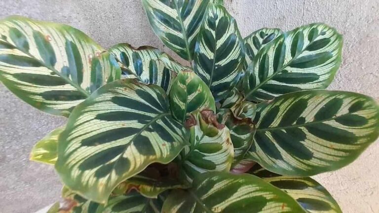 12 Causes of Brown Spots on Calathea (+ How to Fix It)