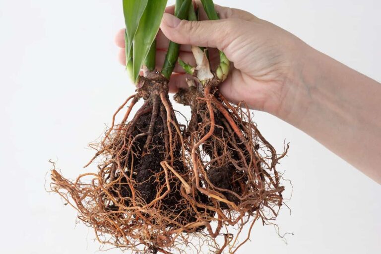 8 Steps to Save a Calathea With Root Rot (+ How to Spot It)