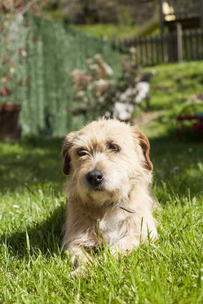 a dog on grass after eating calathea that isn't toxic to cats, dogs or humans