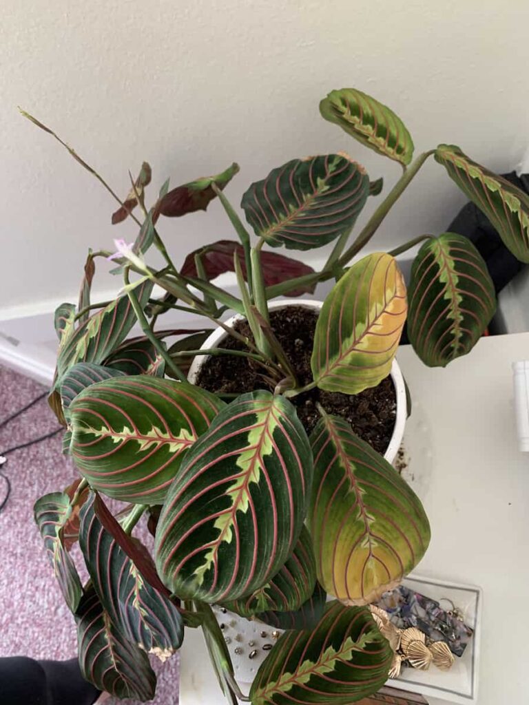 calathea with yellow leaves
