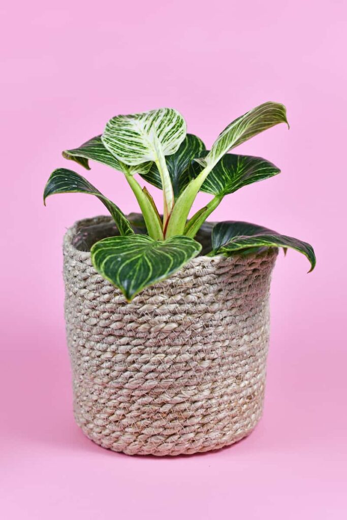 philodendron birkin on a wooven pot