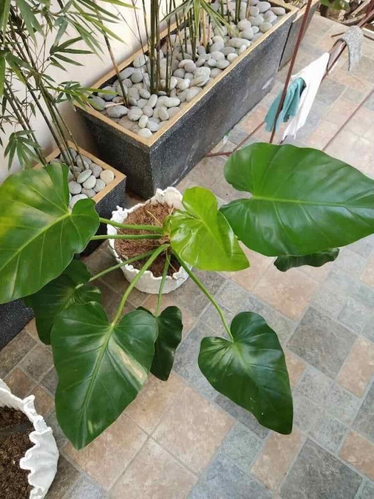 philodendron giganteum on a white pot