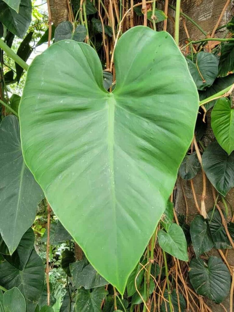 philodendron giganteum leaf