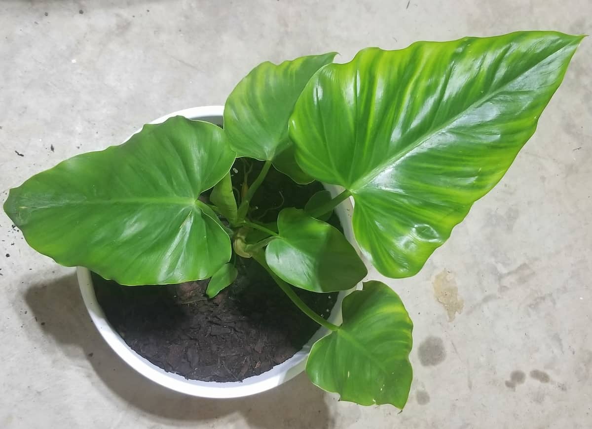 philodendron giganteum being cared for in a white pot