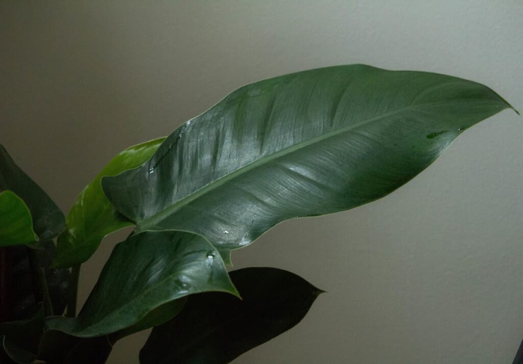 a big leaf of philodendron imperial green